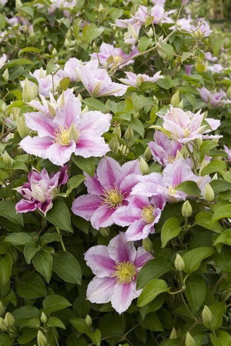 piillu|Piilu® Clematis, Clematis hybrid Little Duckling PP。